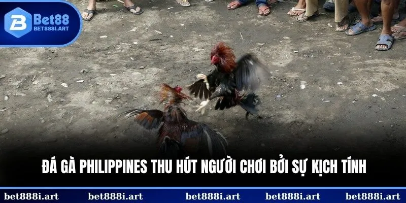Đá gà Philippines thu hút người chơi bởi sự kịch tính và luật chơi rõ ràng