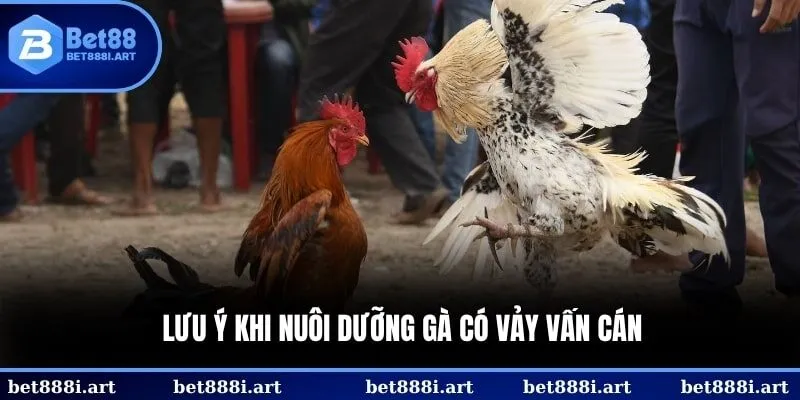 Đừng để tướng kê của bạn trở nên trì trệ mệt mỏi