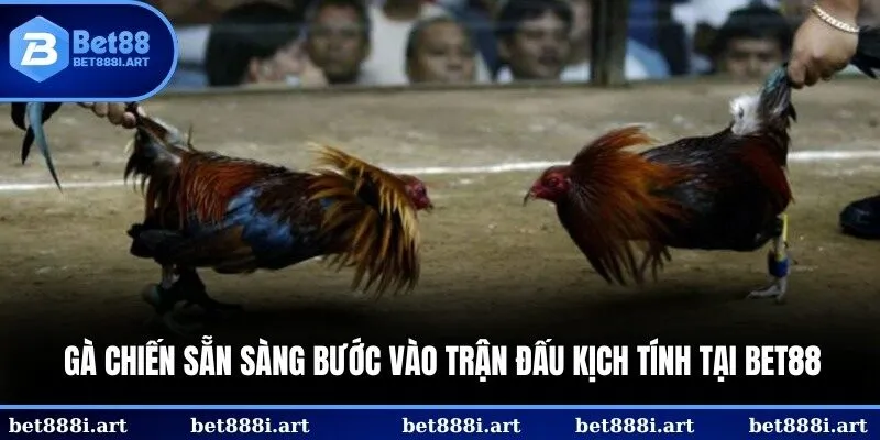 Gà chiến sẵn sàng bước vào trận đấu kịch tính tại đấu trường BET88