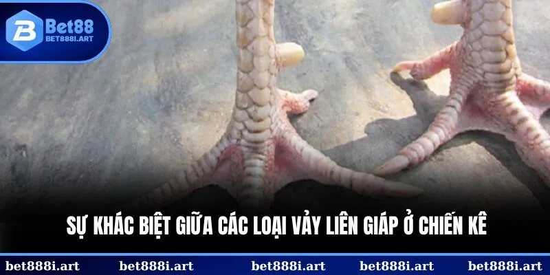 Sự khác biệt giữa các loại vảy liên giáp ở chiến kê