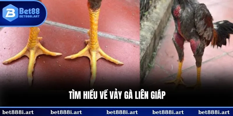 Tìm hiểu về vảy gà liên giáp