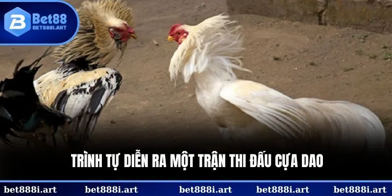 Trình tự diễn ra một trận thi đấu cựa dao