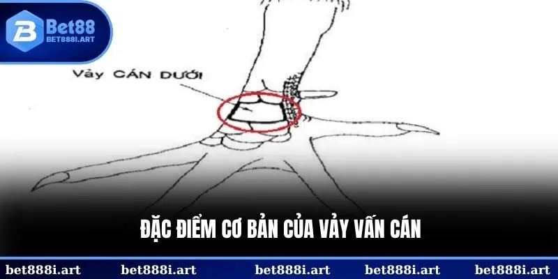 Các sư kê giàu kinh nghiệm thường dựa vào chúng để tìm kiếm